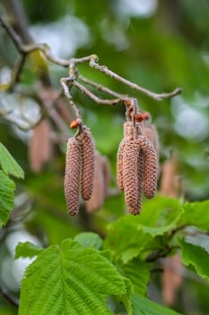 The flowers of the hazel, Corylus avellana L.