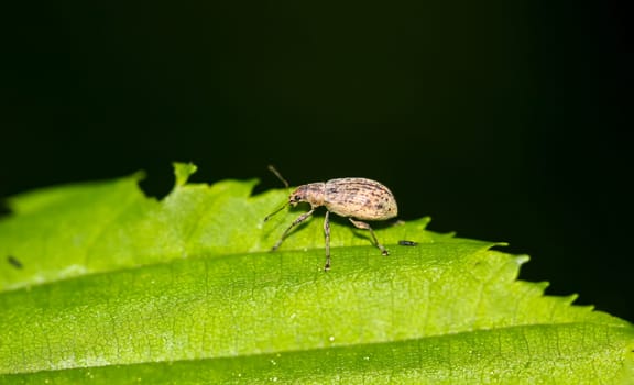 The closeup of a small weevil on the leaf of a shrub.