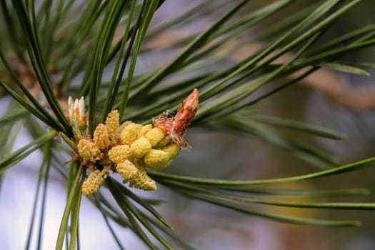 Young shoots and flowers on a coniferous tree. Conifer close-up of a branch.