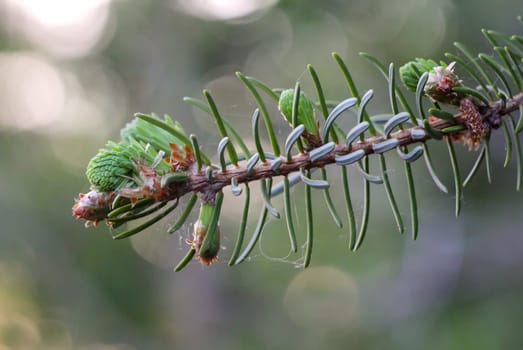 Young shoots and flowers on a coniferous tree. Conifer close-up of a branch.