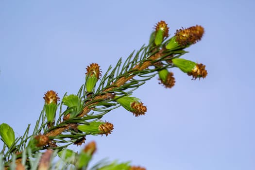 Young shoots and flowers on a coniferous tree. Conifer close-up of a branch.