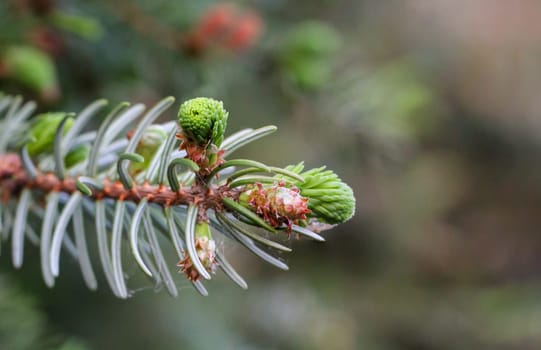 Young shoots and flowers on a coniferous tree. Conifer close-up of a branch.