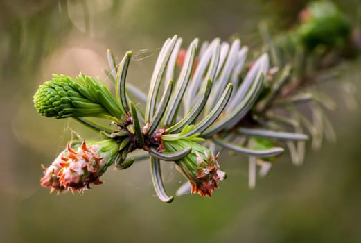 Young shoots and flowers on a coniferous tree. Conifer close-up of a branch.