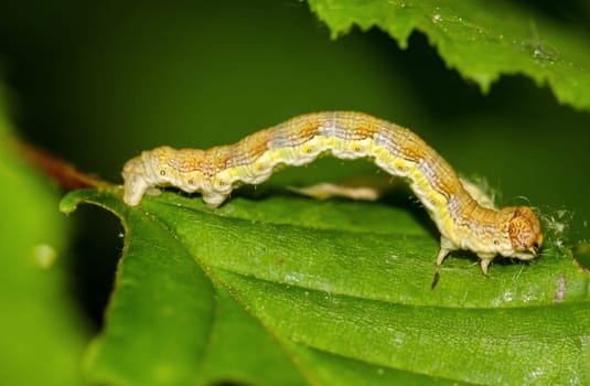 The caterpillar of a large frost moth, Erannis defoliaria on a plant.