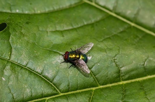 A fly, gold fly unascertained. (Lucila spec.) on a tree leaf.