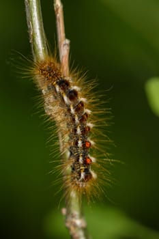The caterpillar of a goldafter on a plant. A butterfly caterpillar with many hairs.