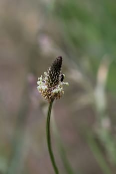 The flower of a buckhorn, Plantago lanceolata L. in a meadow.