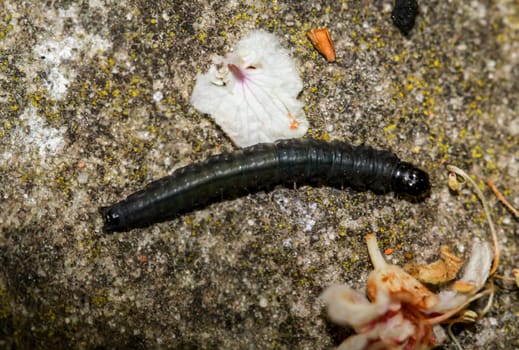 Close-up of a Dark Black Caterpillar, a winter owl.