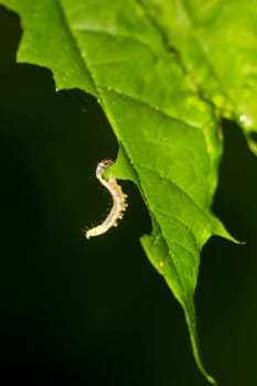 A caterpillar eats its fill on the leaf of a plant.