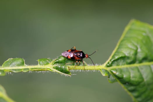 A red bug, a common nimrod with black spots on the wings.