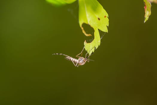 Close-up of a mosquito on a leaf of a tree.