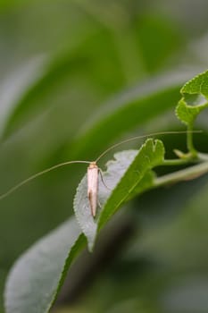Close-up of a longhorn moth on the leaf of a bush.
