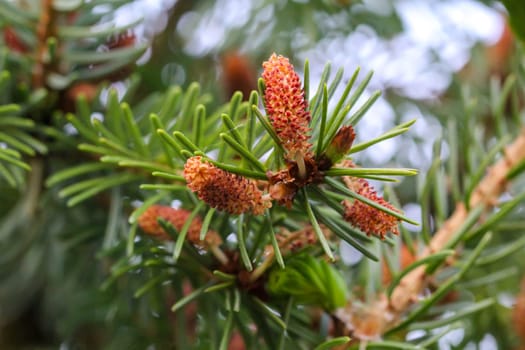 Young shoots and flowers on a coniferous tree. Conifer close-up of a branch.