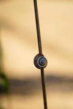 A banded snail on a dry stalk of a plant.