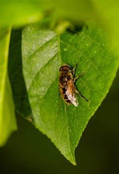 Close-up of a forest dung bee on a leaf.