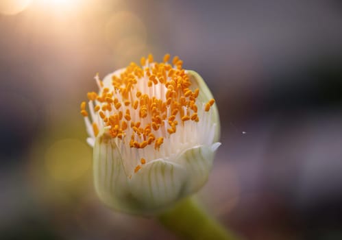 The flower of the elephant ear, Alocasia odora. close-up of an exotic flower.