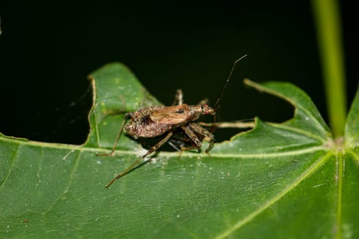 A longhorn bush predator Himacerus apterus on a plant.