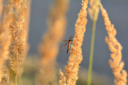 Big cranefly ( Tipulidae ) in the sunlight on a plant