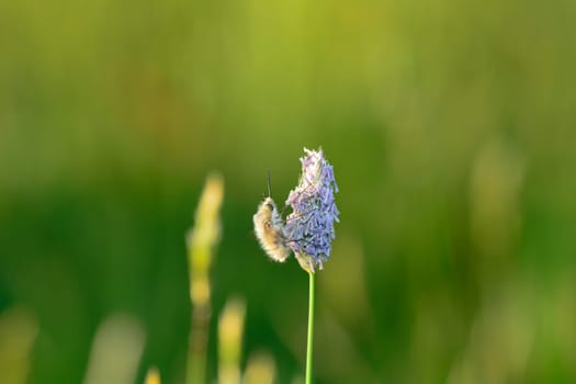 A large woolen slider ( Bombylius major ) on plant in nature