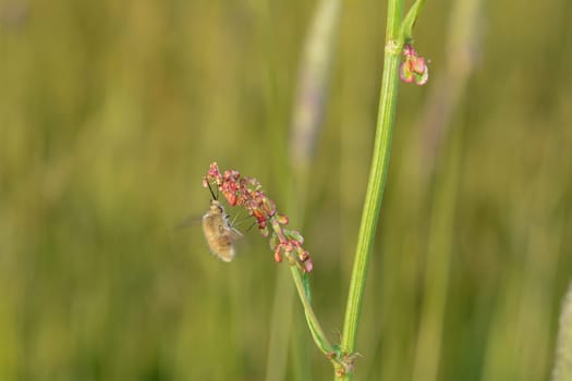 A large woolen slider ( Bombylius major ) on plant in nature