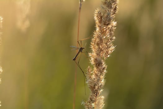 Big cranefly ( Tipulidae ) in the sunlight on a plant