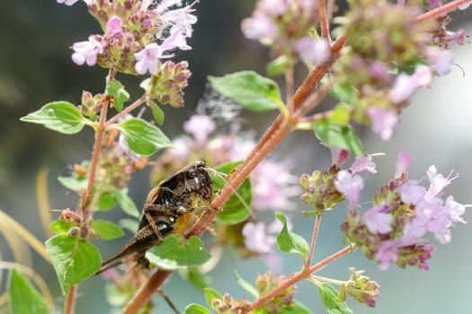 Common bush cricket ( Pholidoptera griseoaptera ) on a plant