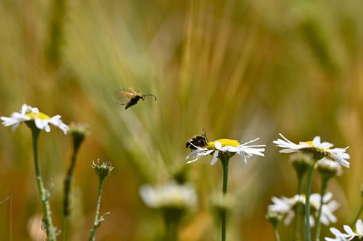 Two red-necked beetle (Stictoleptura rubra) mating, with a lot of pollen on the body, on a white-yellow flower in nature, a beetle is flying in the air