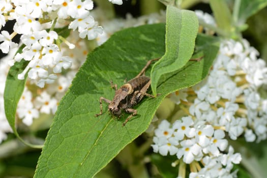 Common bush cricket ( Pholidoptera griseoaptera ) on a green leaf in the nature