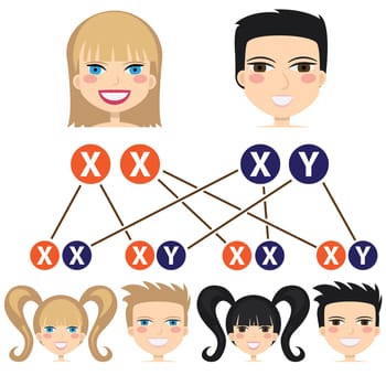 Scheme of gender dependency from chromosomes on the white background.