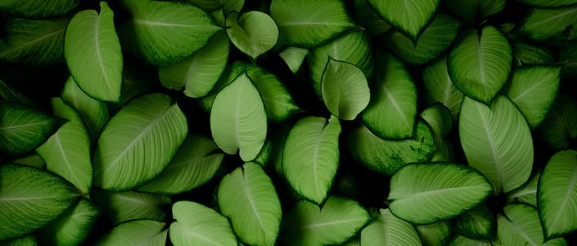 Closeup green leaves of tropical plant in garden. Dense green leaf with beauty pattern texture background. Green leaves for spa banner background. Green wallpaper. Top view ornamental plant in garden.