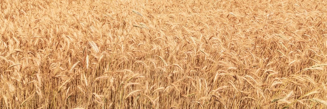 Wheat field at sunset. Rural landscape