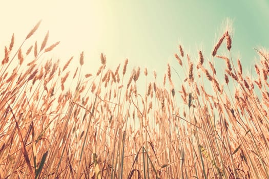 Wheat field at sunset. Rural landscape