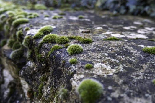 Detail of old cement wall with humidity and plants and wild mushrooms