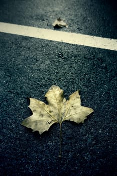 Detail of dry tree leaf in autumn, cold in one season of the year