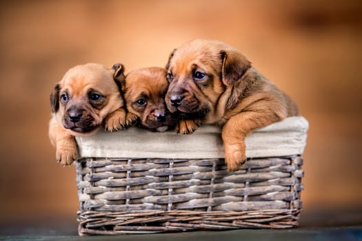 Small puppies in a wicker basket