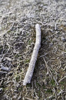 Detail of dry tree leaves on a cold winter day, ice and snow