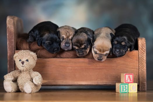 The dogs sleep on a wooden bed