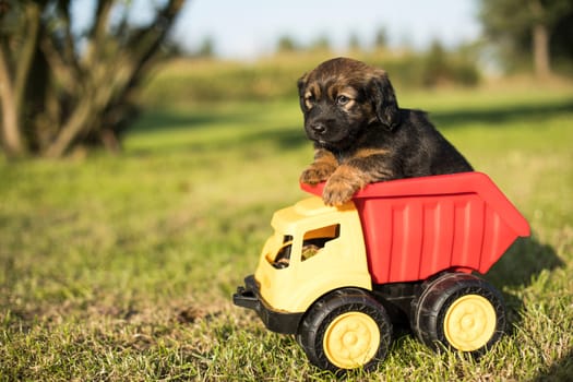 A small dog in an off-road car