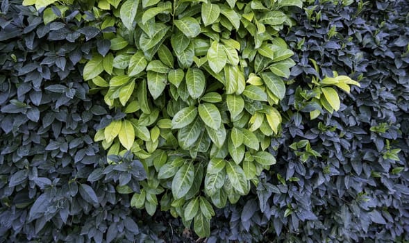 Background detail of decorative green plants, nature and life