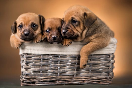 Small puppies in a wicker basket
