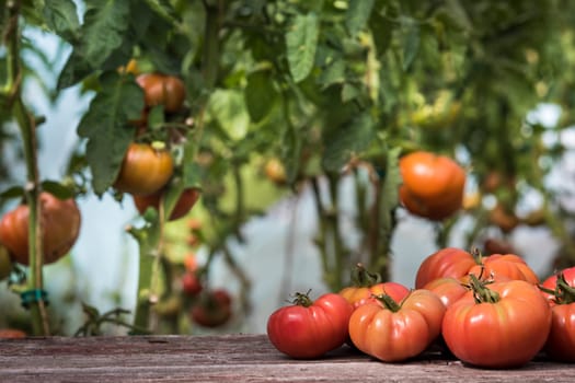 Red Tomatoes in a Greenhouse, organic food
