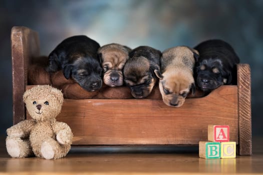 Little puppies sleeping in bed