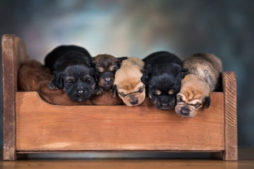 The dogs sleep on a wooden bed
