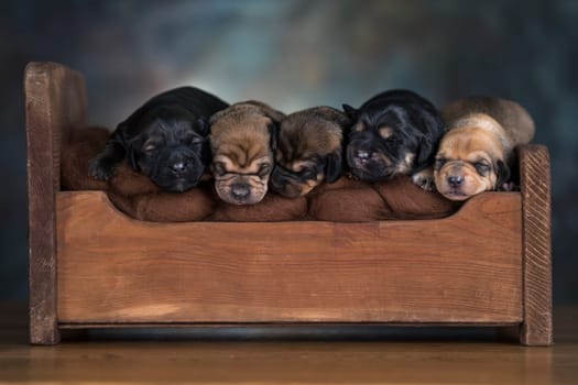 The dogs sleep on a wooden bed