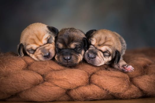 Little cute puppies are sleeping on a blanket