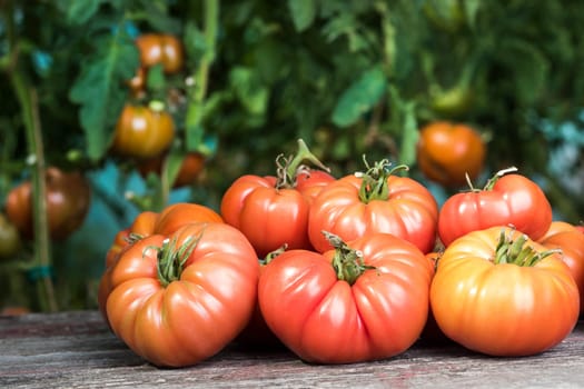 Vegetables, Tomatoes,  on desk in garden