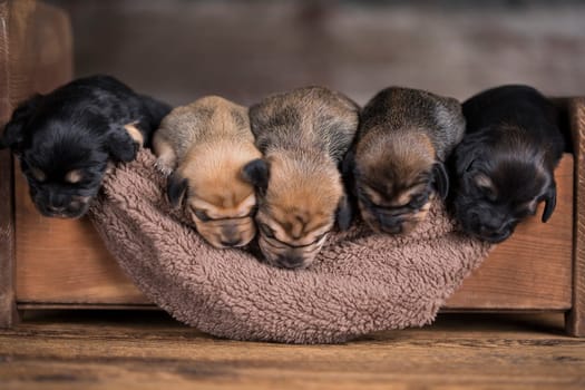 Little puppy breed is sleeping