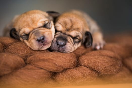 Little cute puppies are sleeping on a blanket