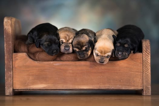 Dogs sleep on a small wooden bed