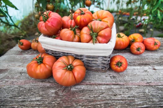 Vegetables, Tomatoes,  on desk in garden